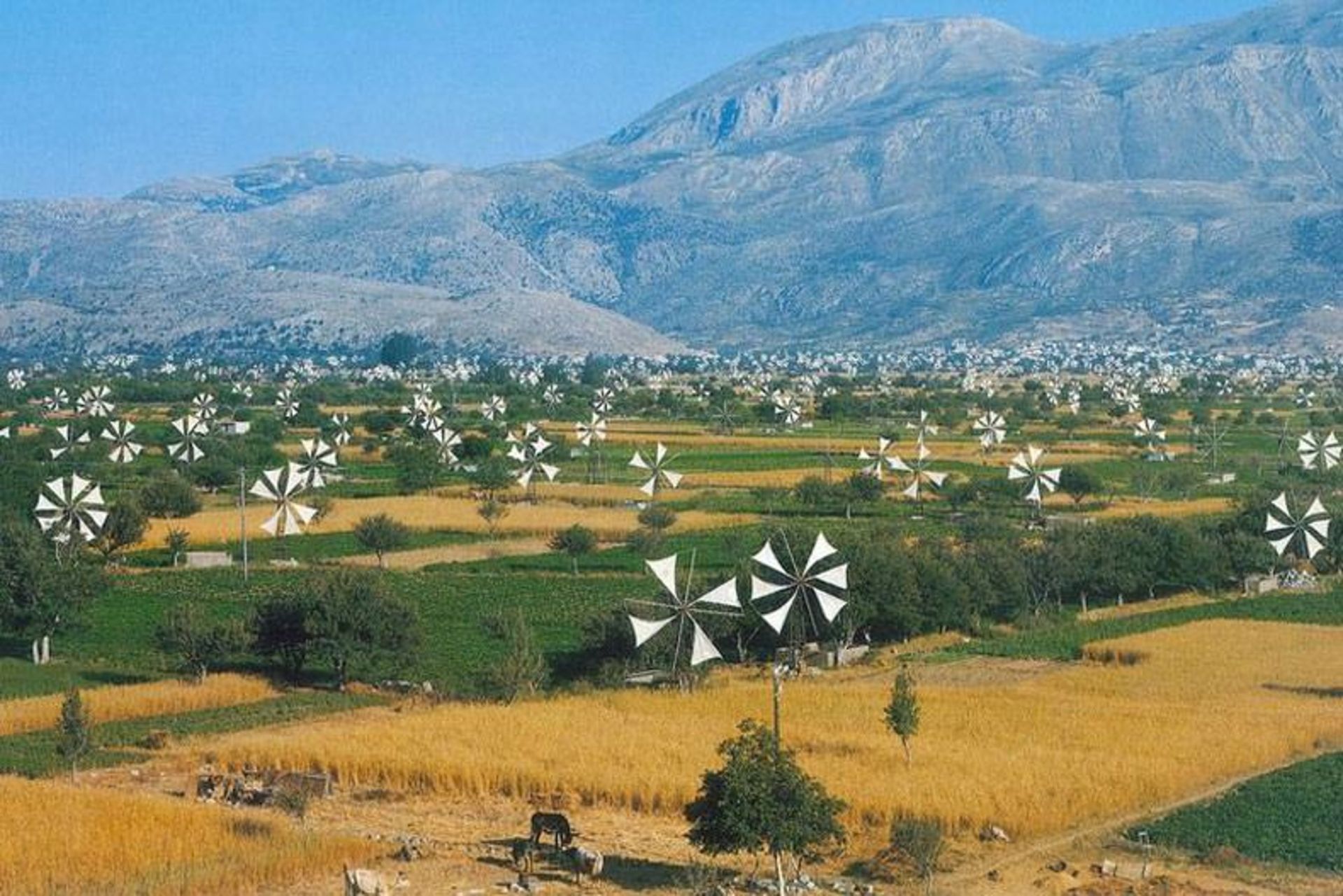  Windmills Lasithi Plateau
