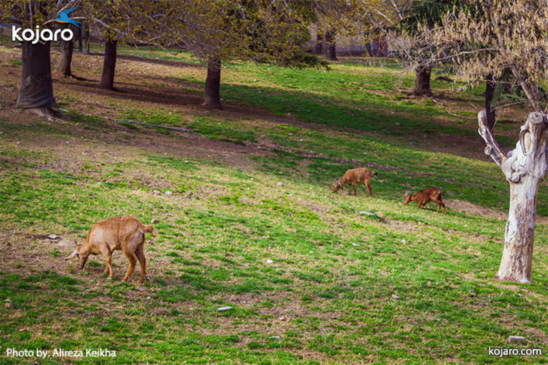 mellat-park-nature
