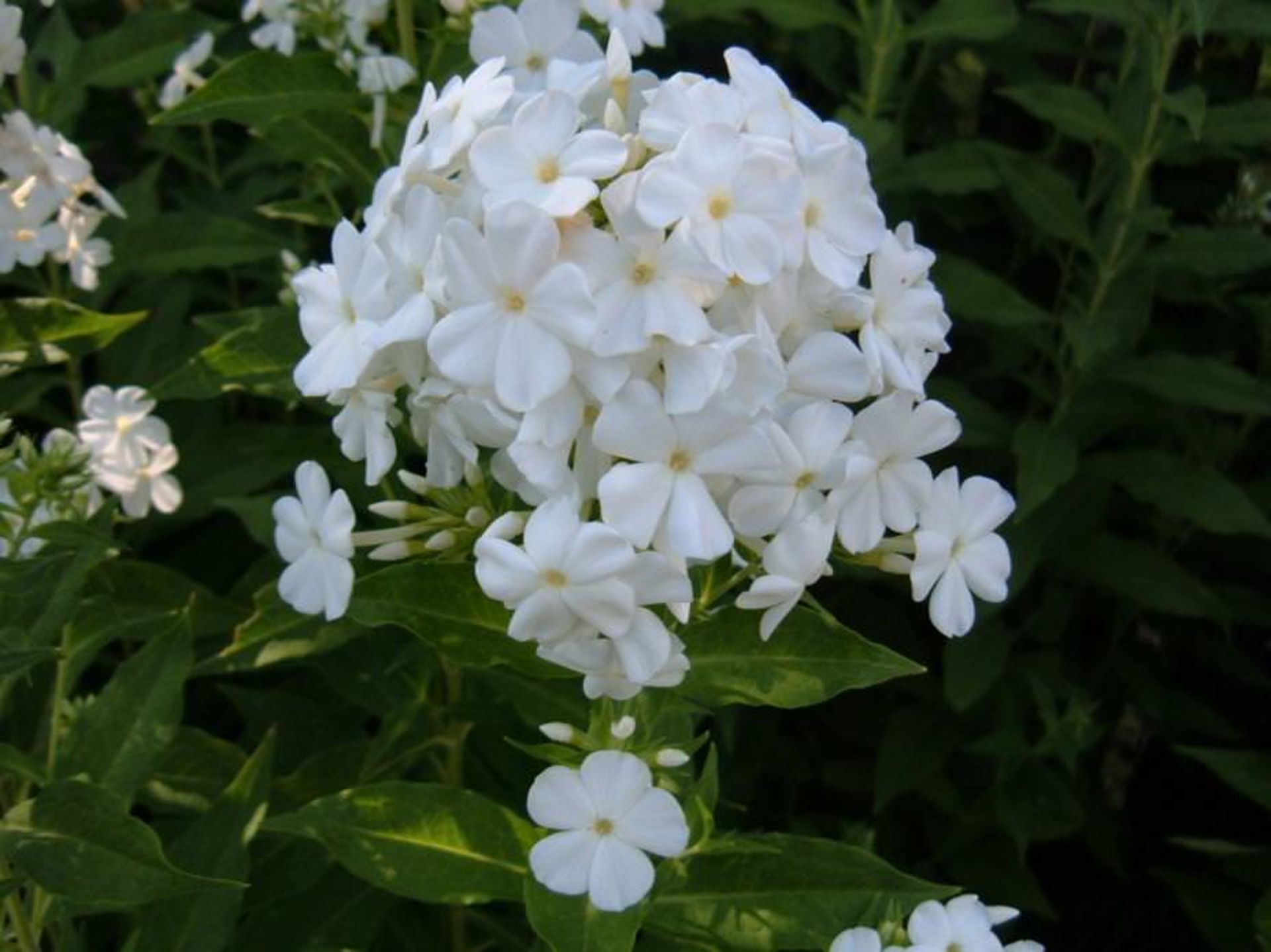 یاسمن سپید 