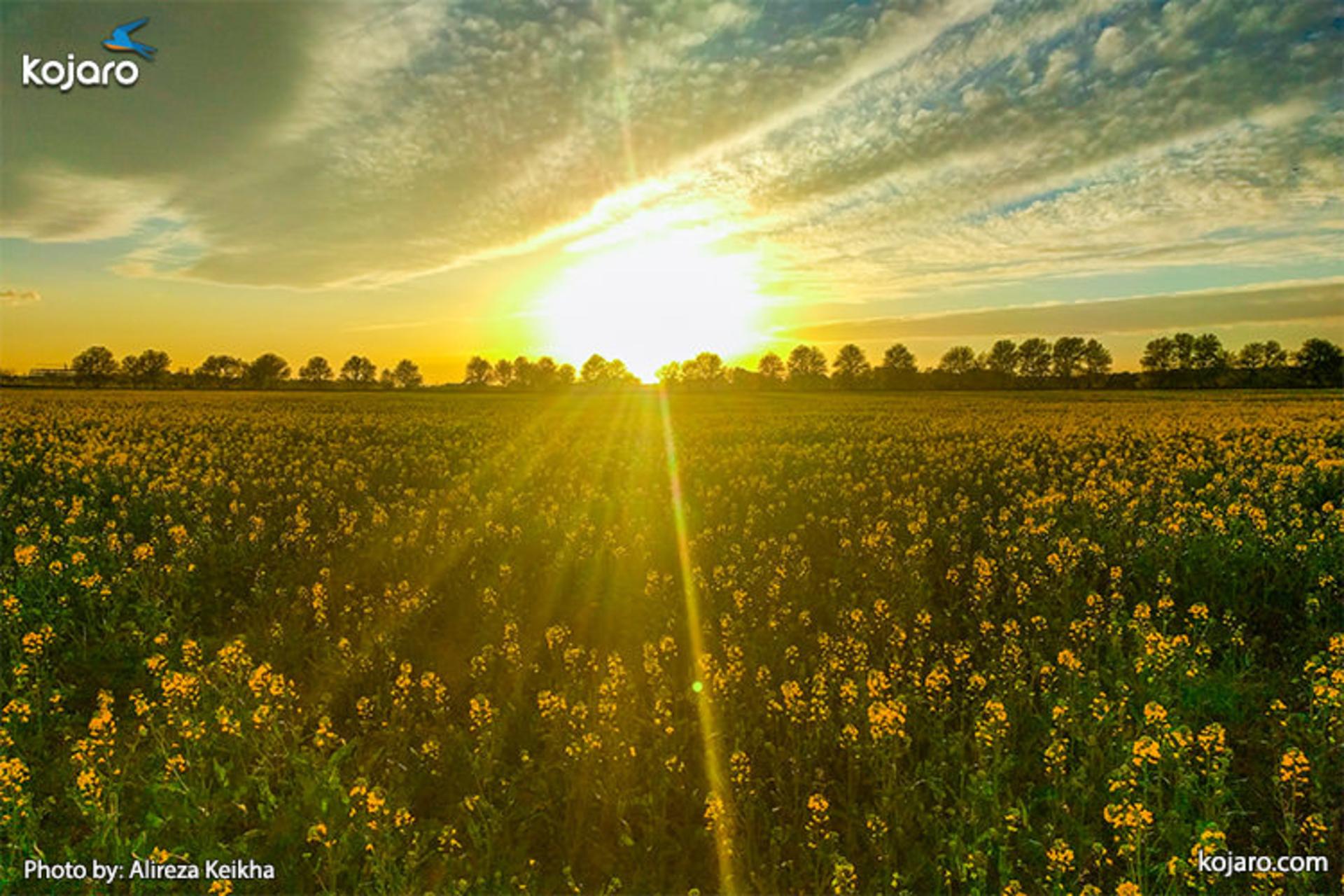 ahmadabad-mostofi-Rapeseed-farm5