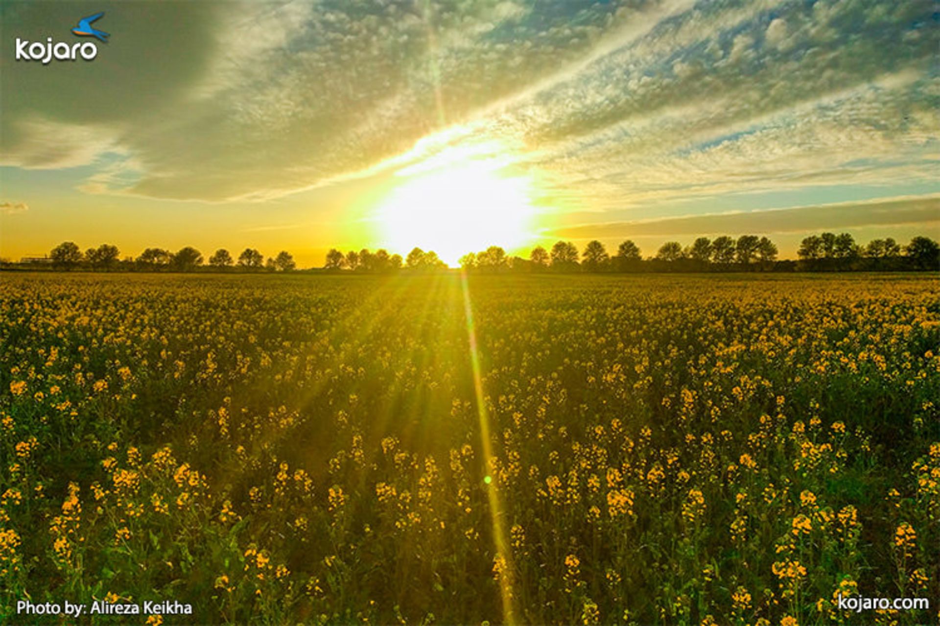 ahmadabad-mostofi-Rapeseed-farm5
