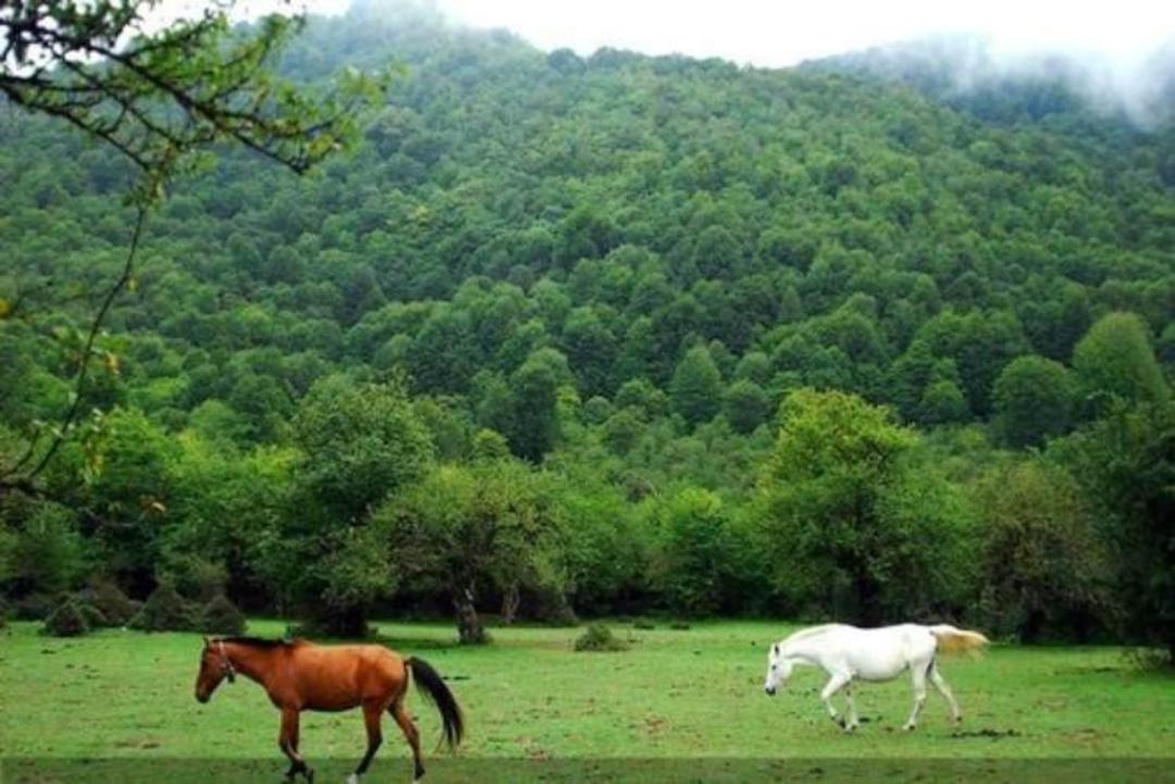 تور جنگل الیمستان