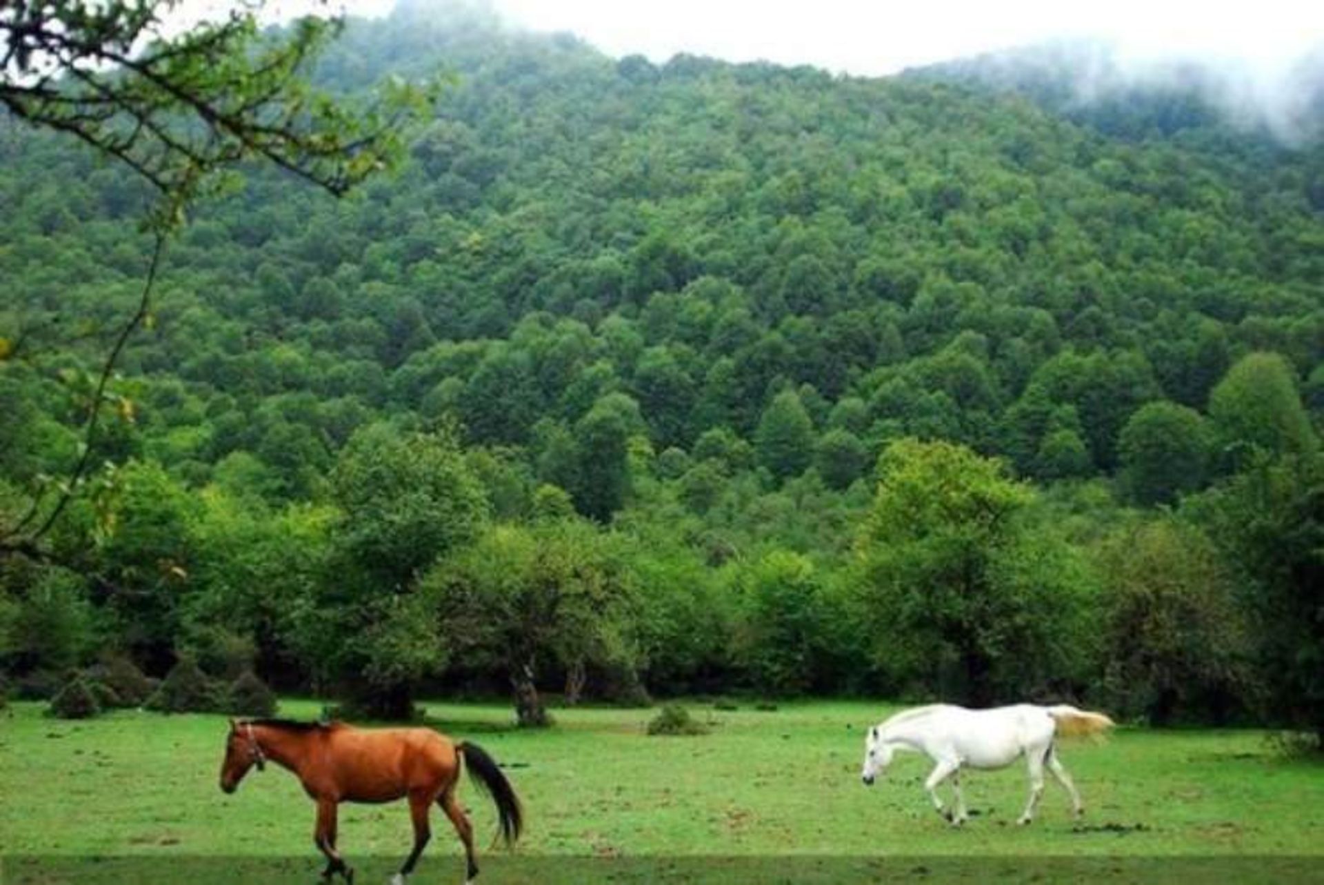 تور جنگل الیمستان
