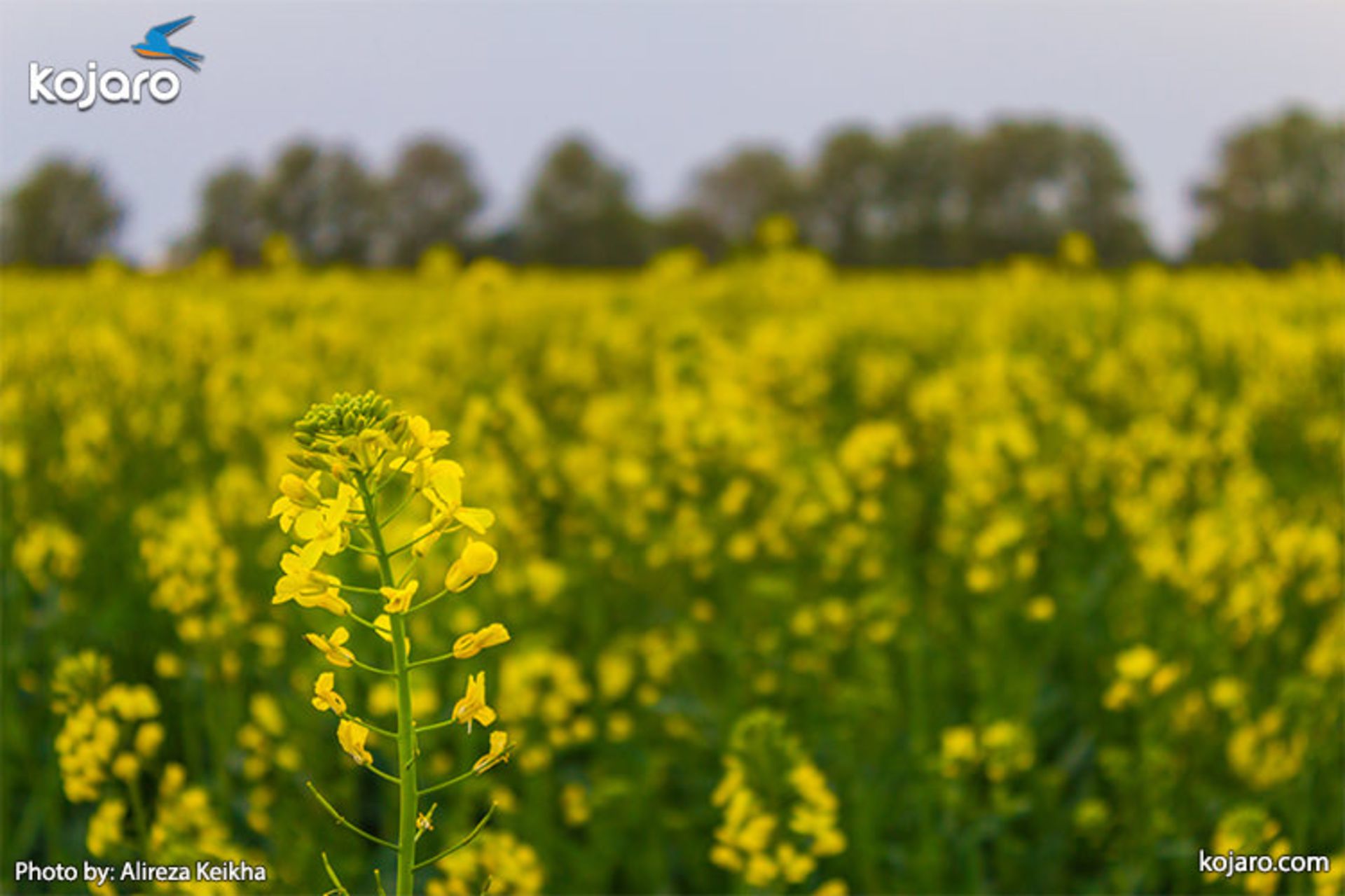 ahmadabad-mostofi-Rapeseed-farm2