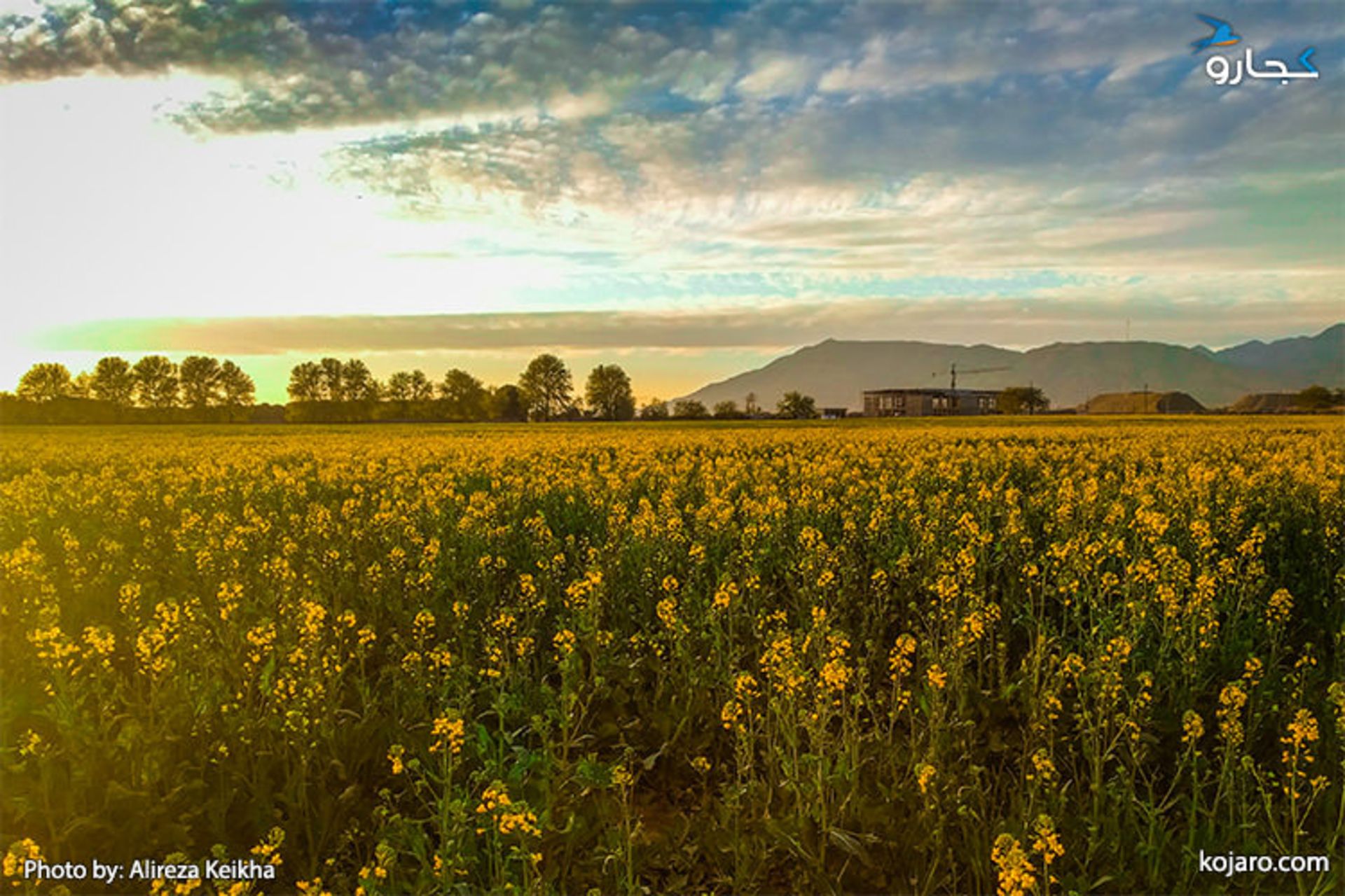 ahmadabad-mostofi-Rapeseed-farm6