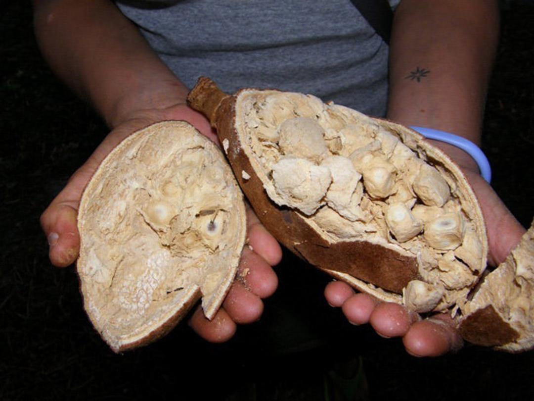baobab