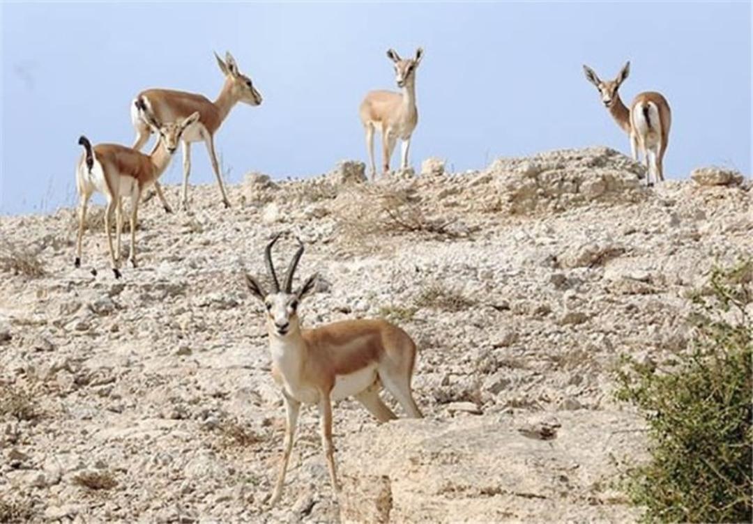 جزیره خارگ