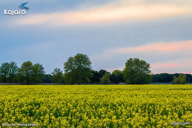 ahmadabad-mostofi-Rapeseed-farm1