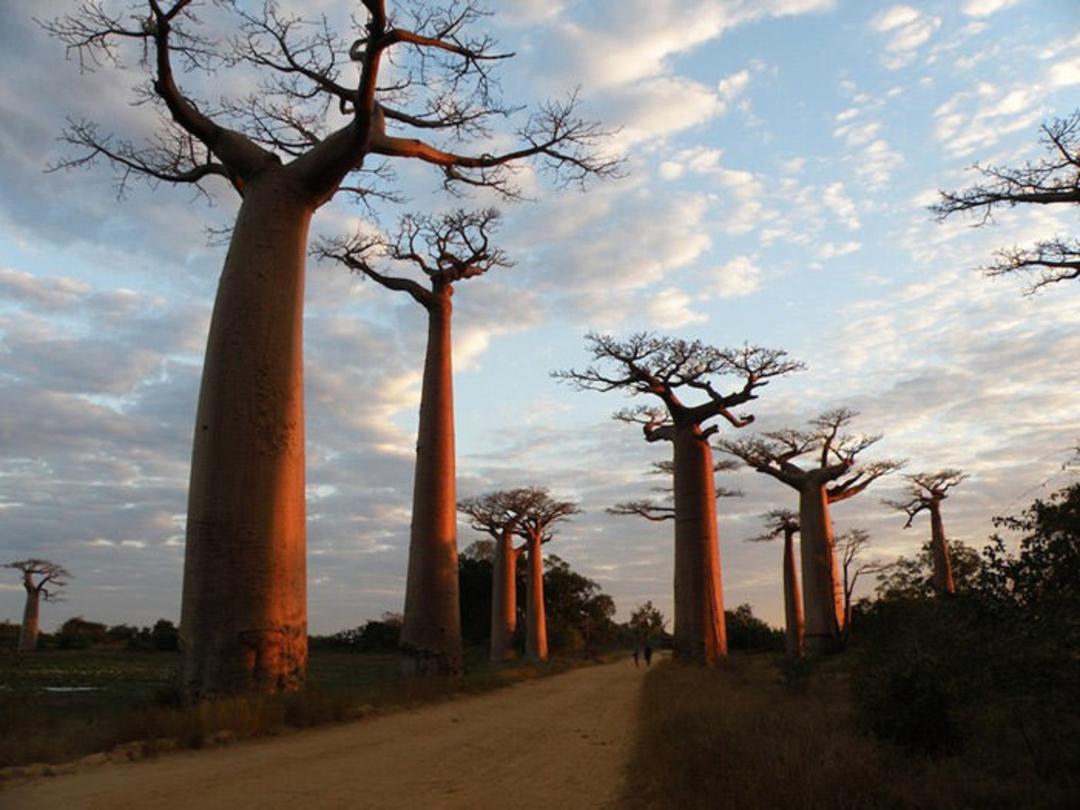 baobab