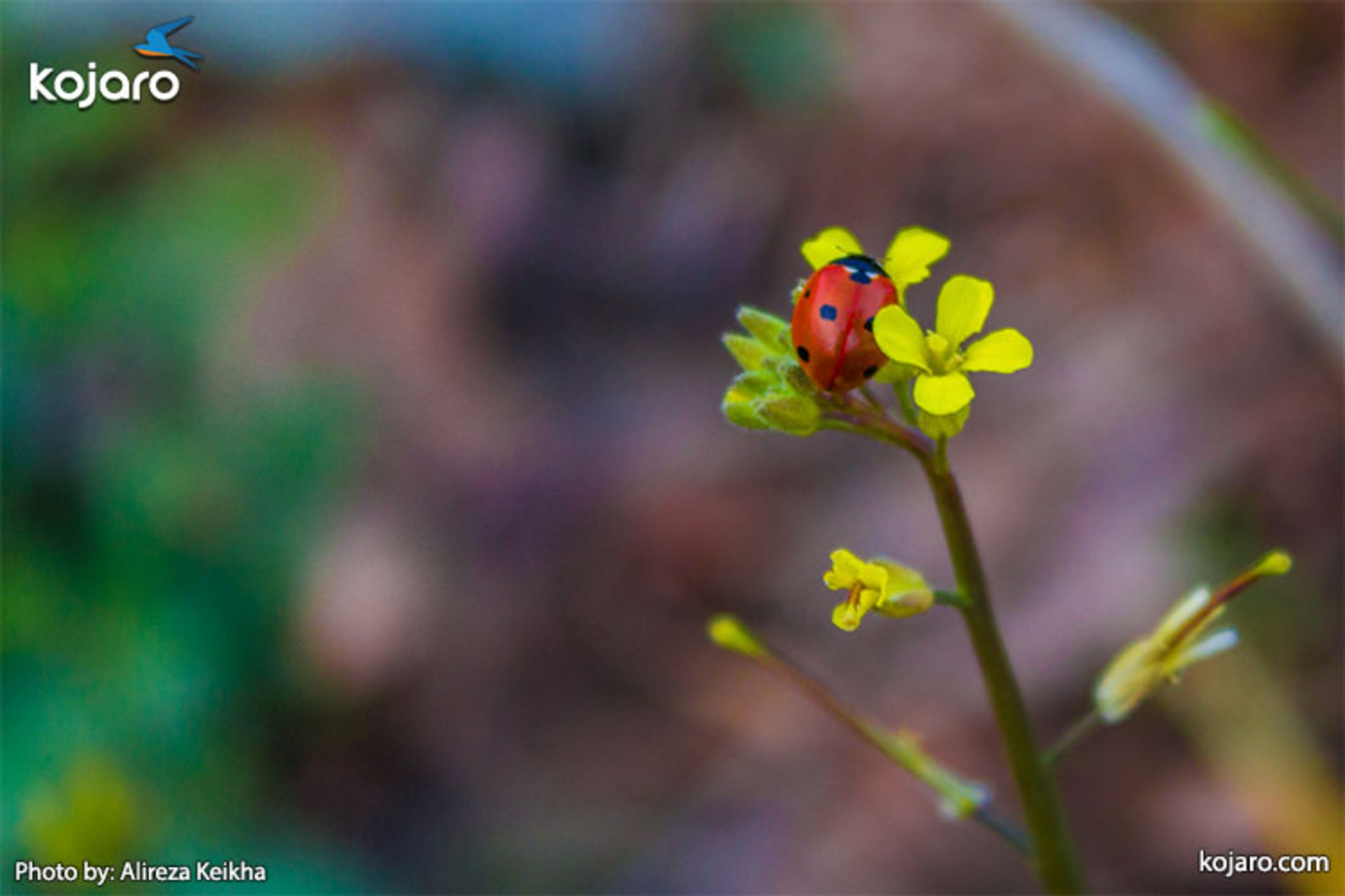 Rapeseed-ladybug