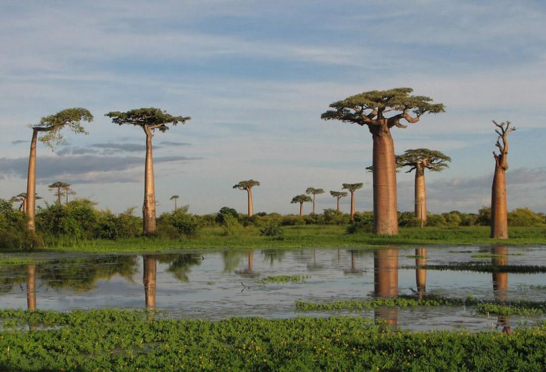 baobab