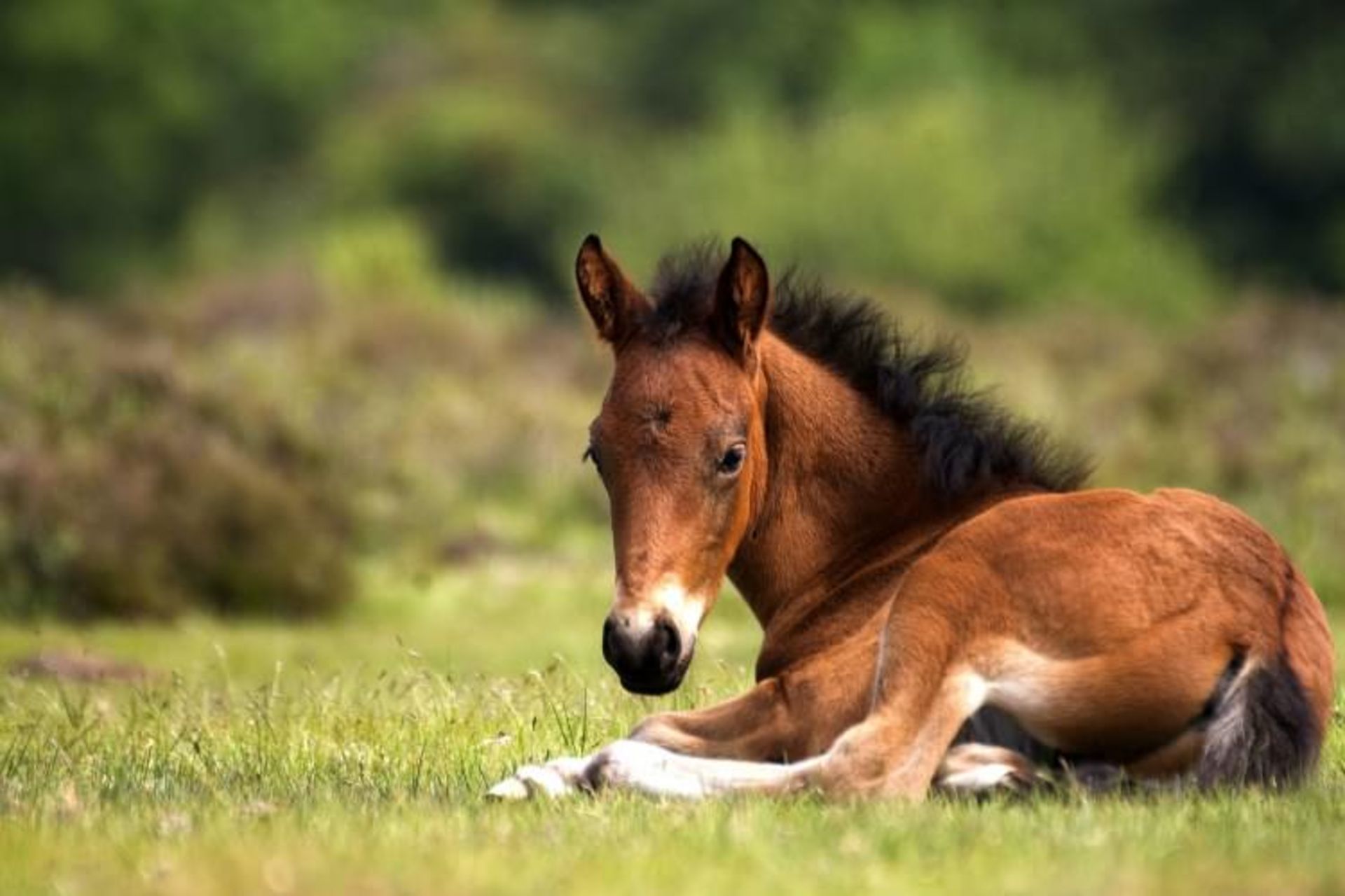 پارک ملی نیوفارست (New Forest)