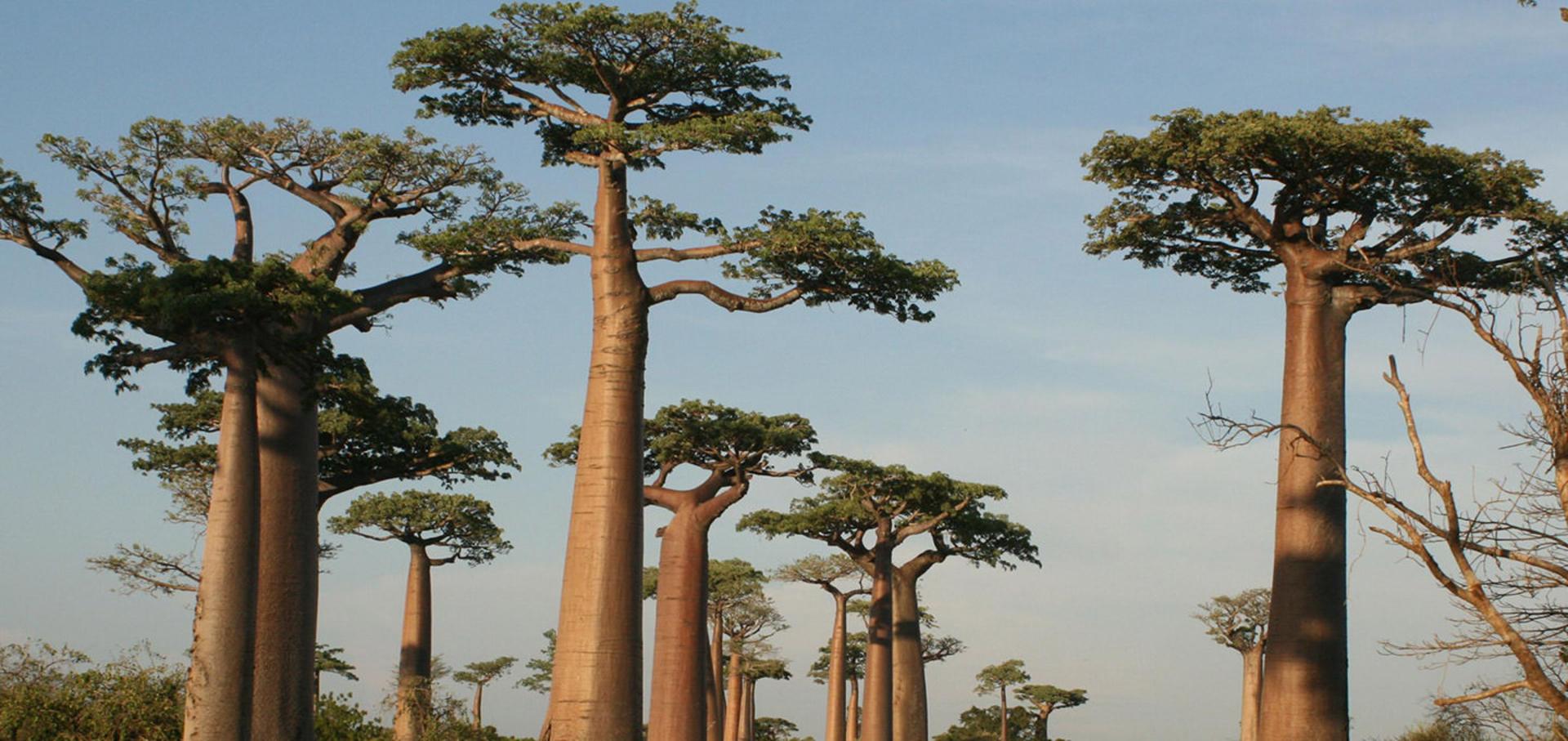 baobab