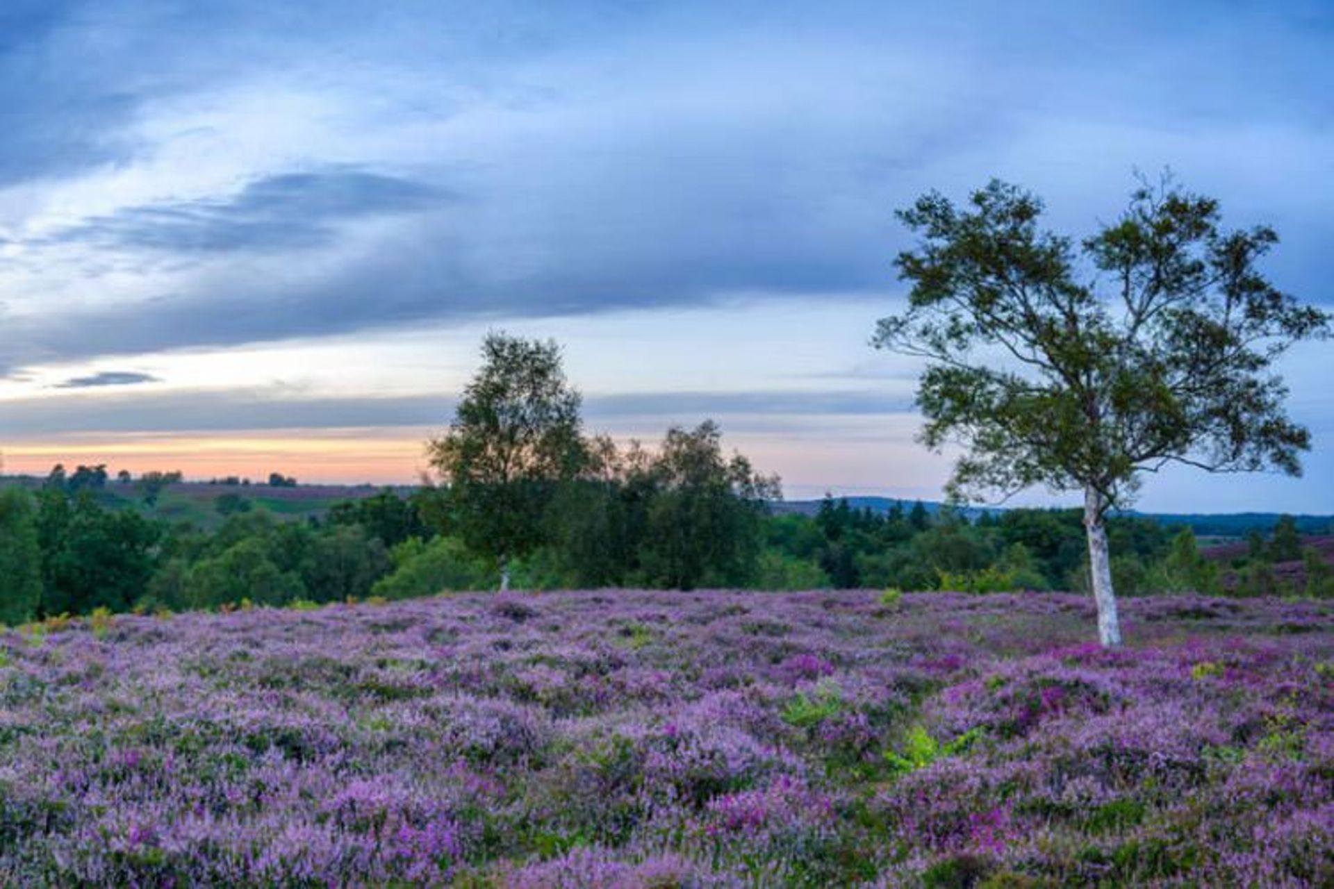 پارک ملی نیوفارست (New Forest)