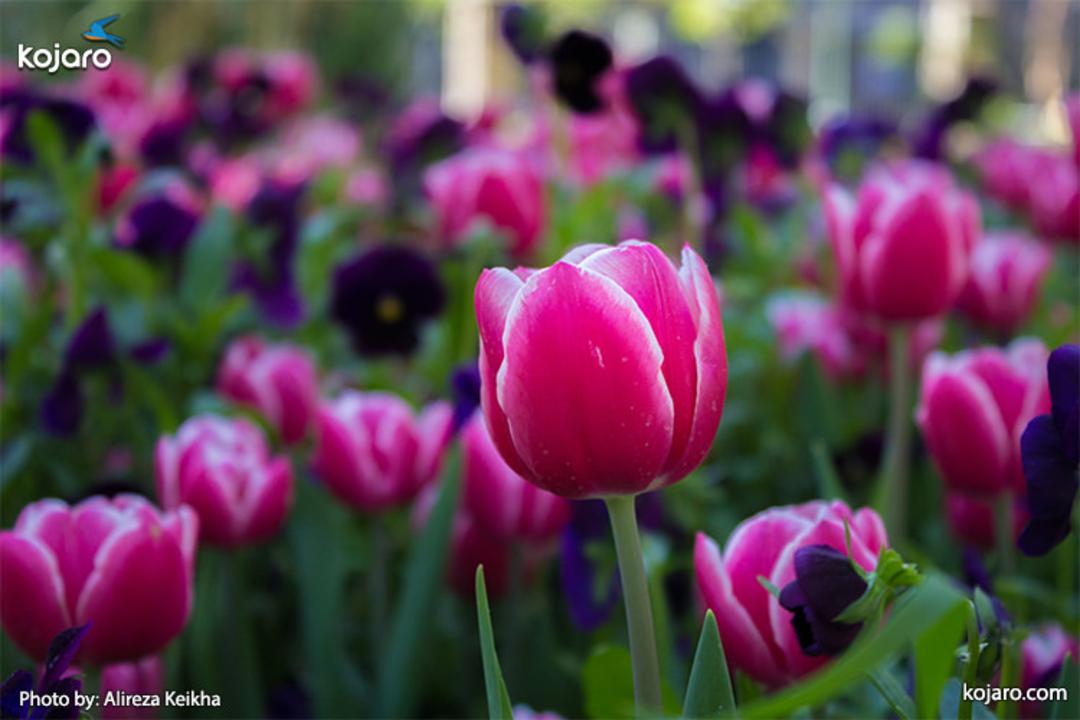 tehran-spring-tulips