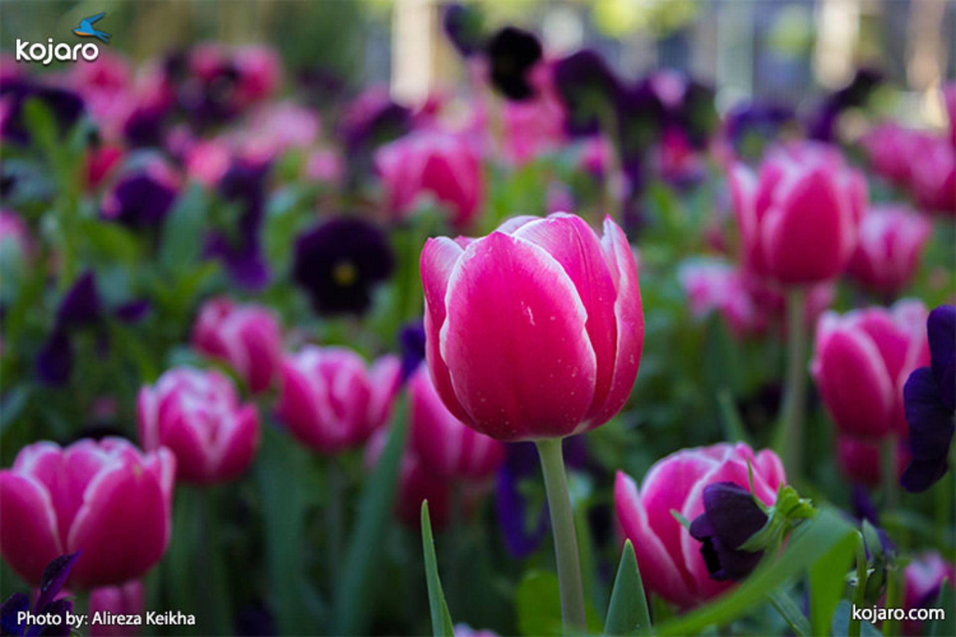 tehran-spring-tulips