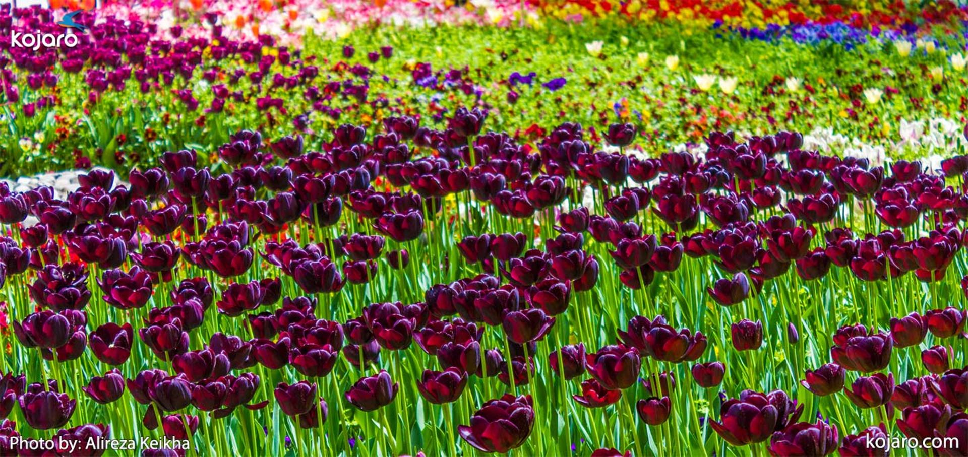 tehran-spring-tulips