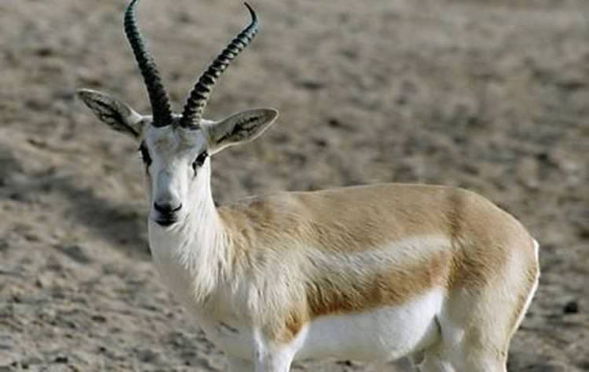 جزیره سیری
