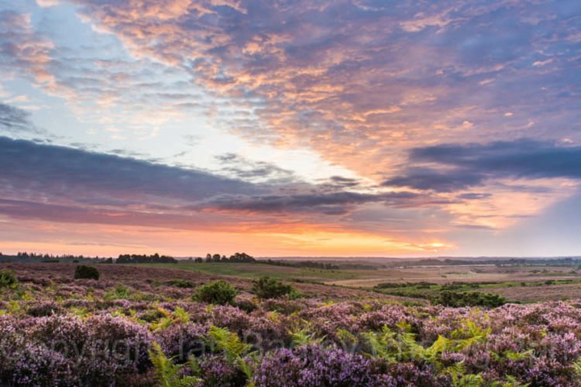 پارک ملی نیوفارست (New Forest)