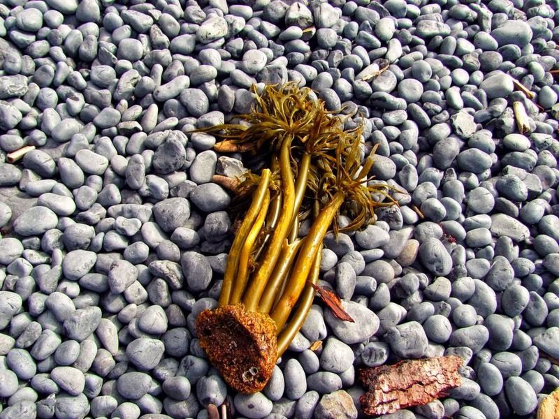 ساحل اورگان