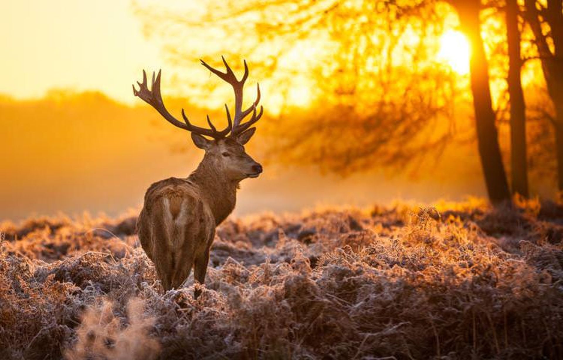 پارک ملی نیوفارست (New Forest)