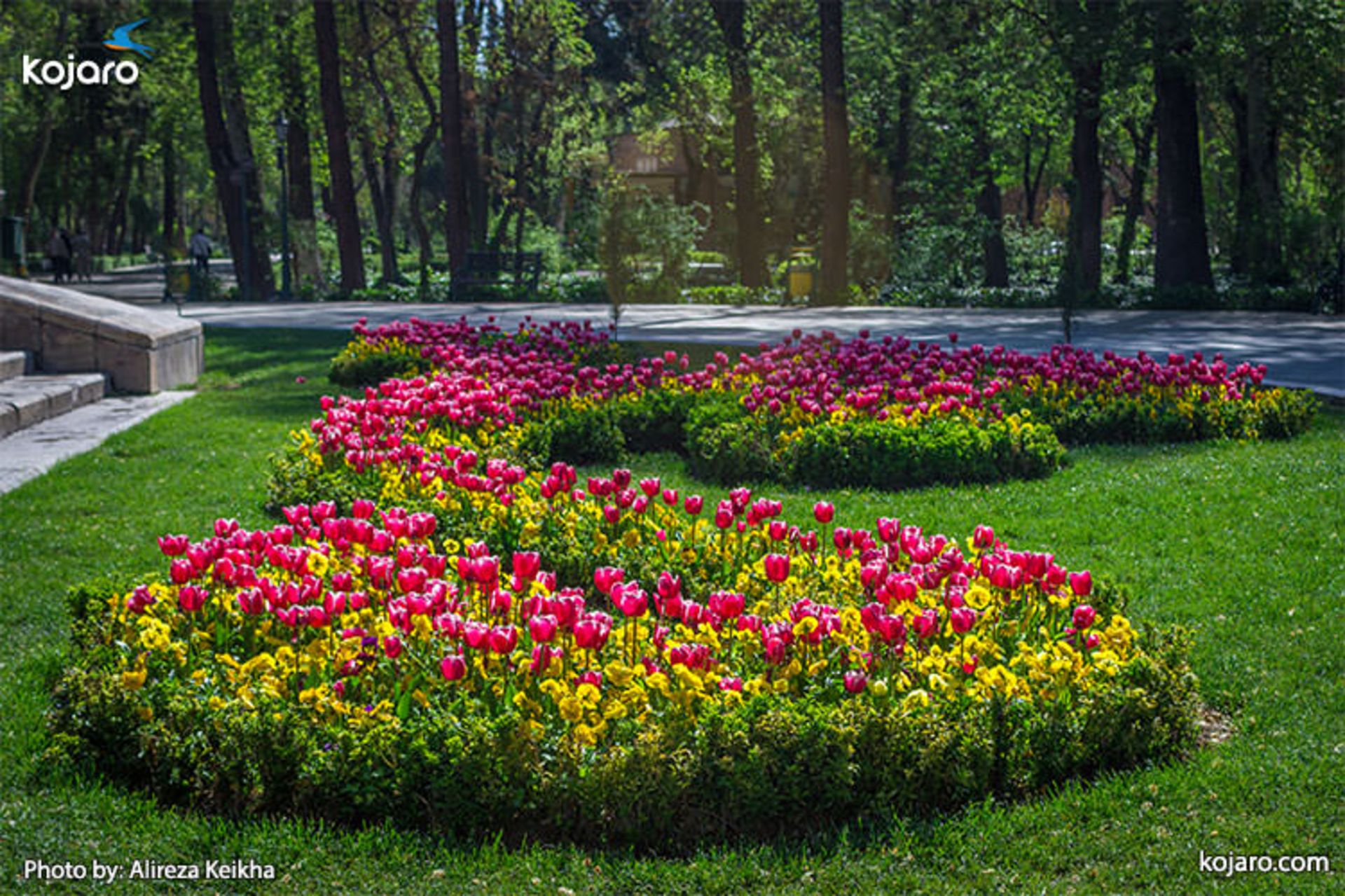 tehran-spring-tulips