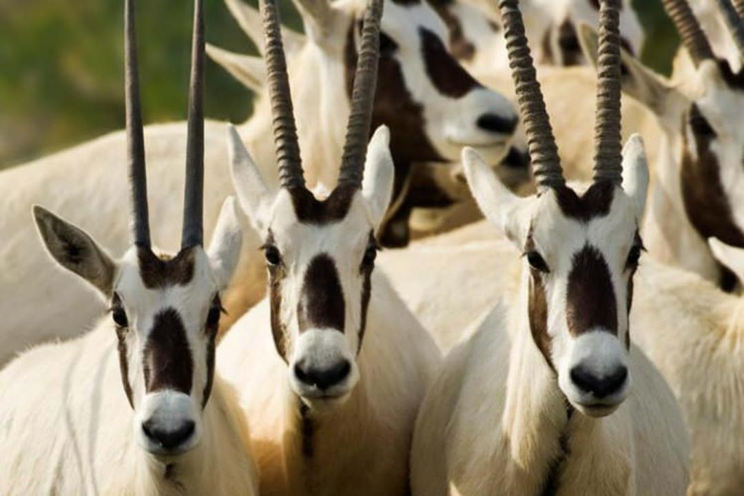 صیر بنی یاس
