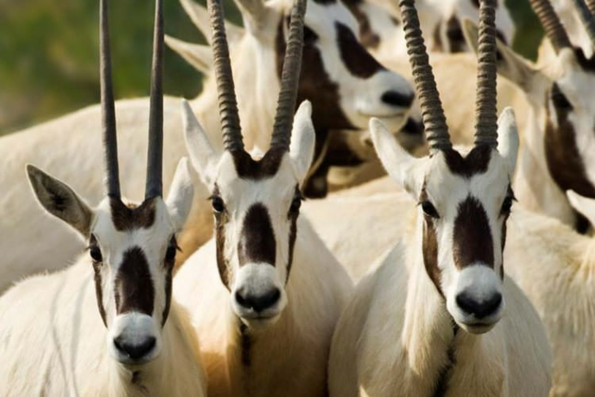 صیر بنی یاس