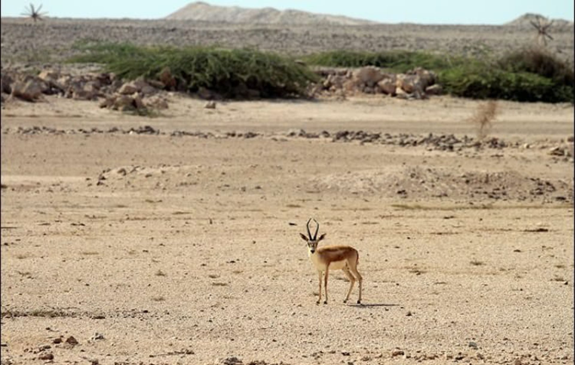 جزیره سیری