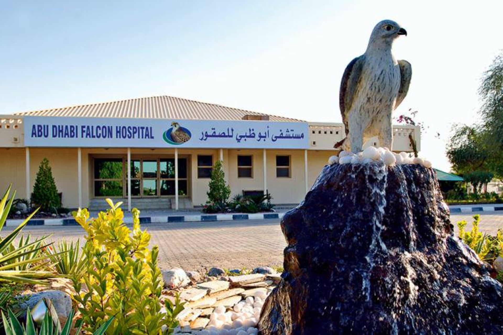 بیمارستان شاهین ها