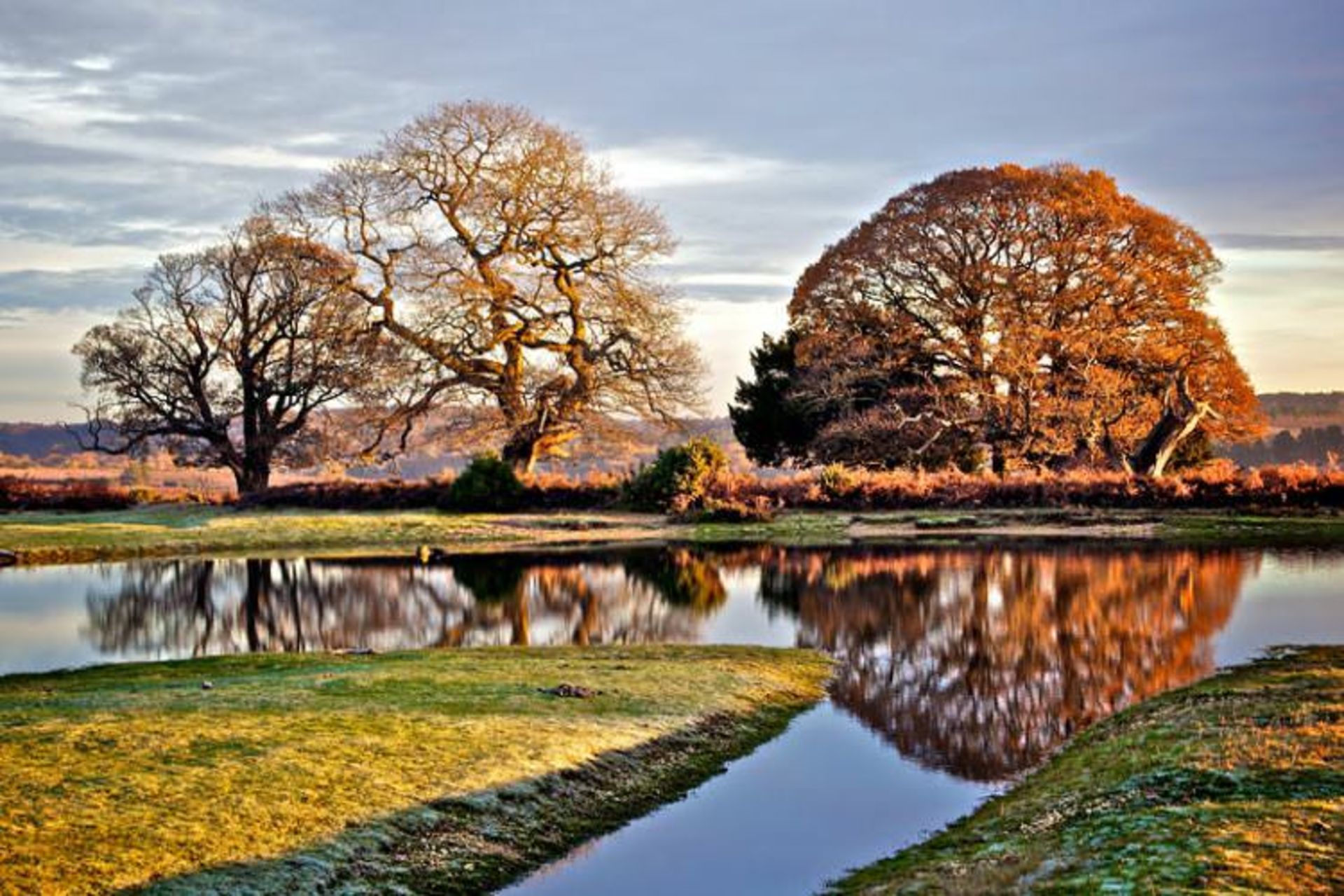 پارک ملی نیوفارست (New Forest)