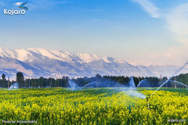 Rapeseed-farm1