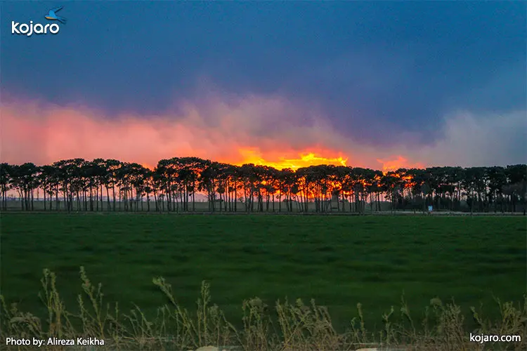 ahmadabad-mostofi-Rapeseed-farm4