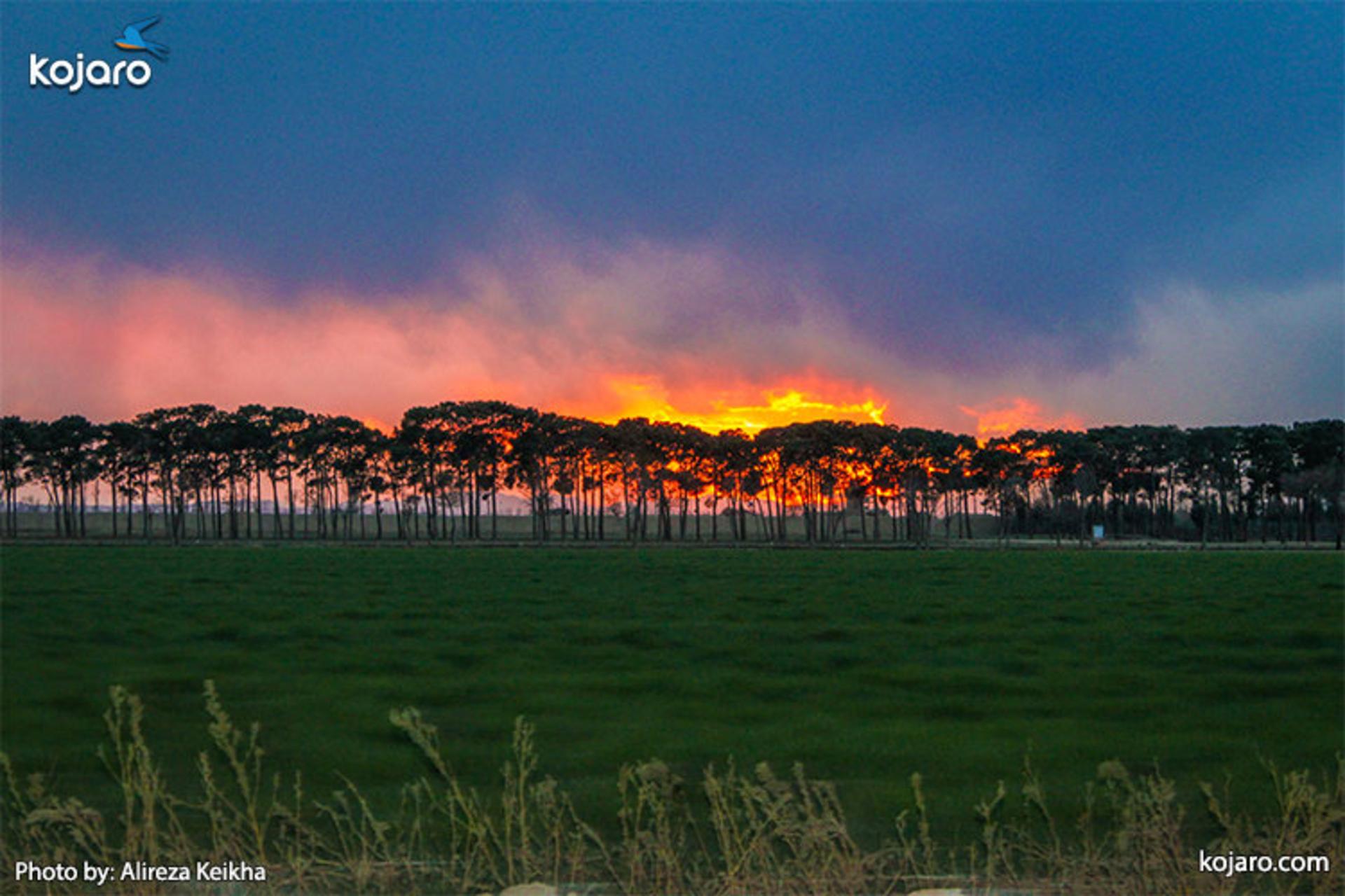 ahmadabad-mostofi-Rapeseed-farm4