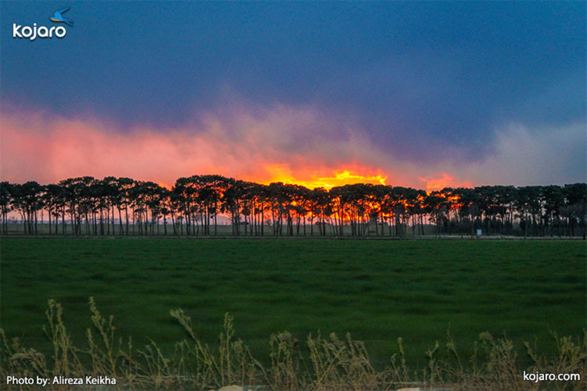 ahmadabad-mostofi-Rapeseed-farm4