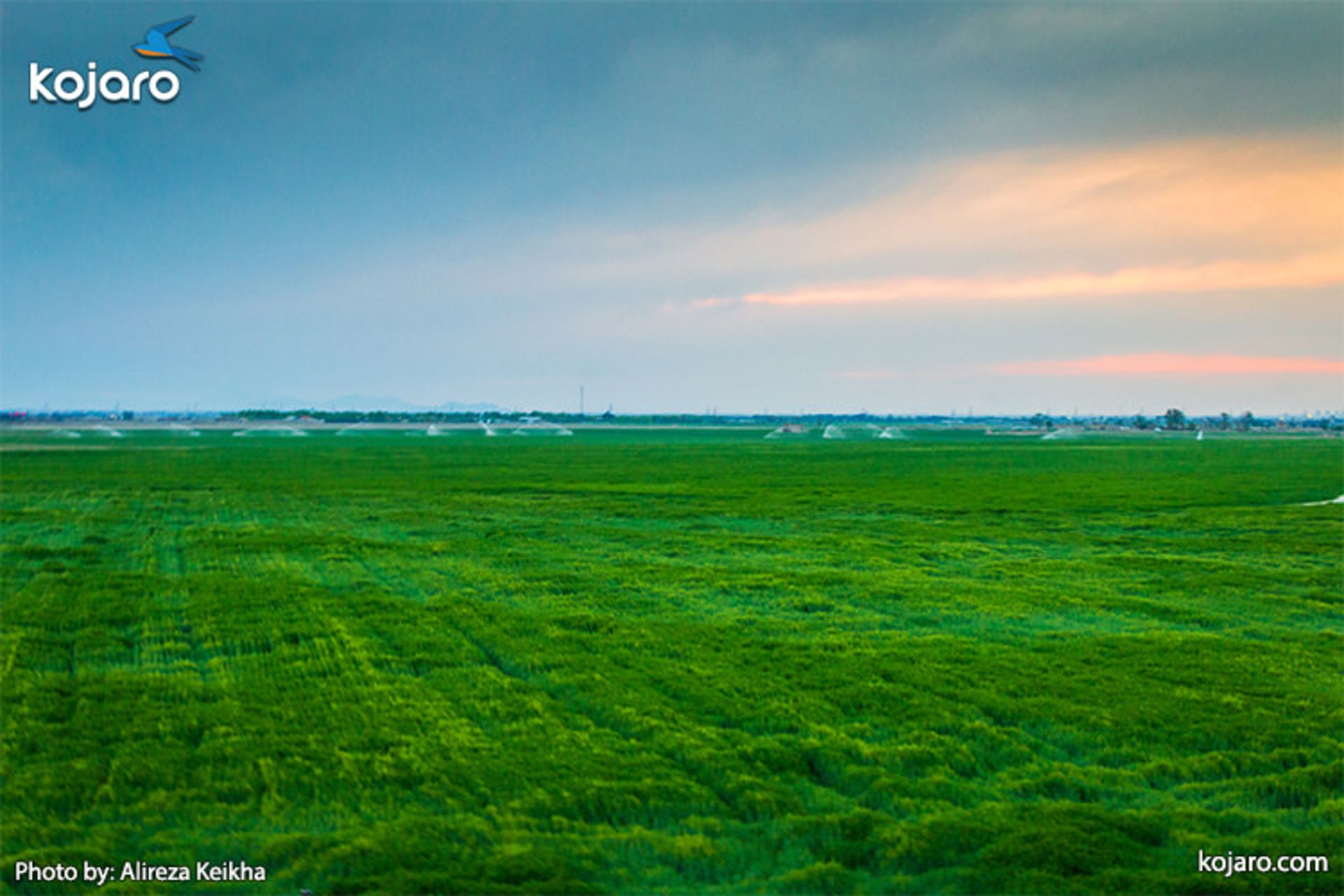 wheat-farm-ahmadabadmostofi2