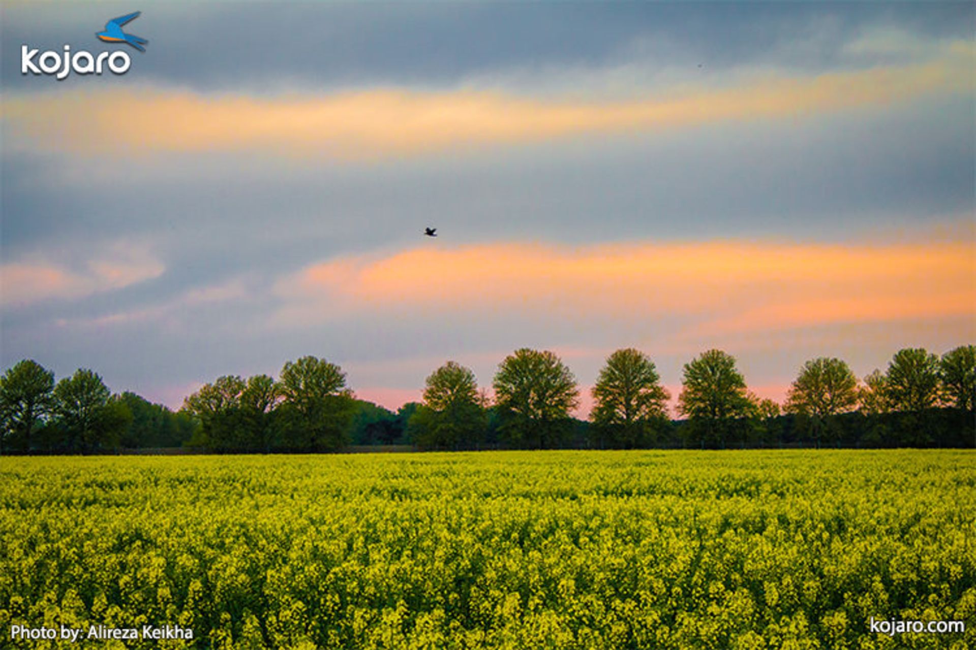 ahmadabad-mostofi-Rapeseed-farm1