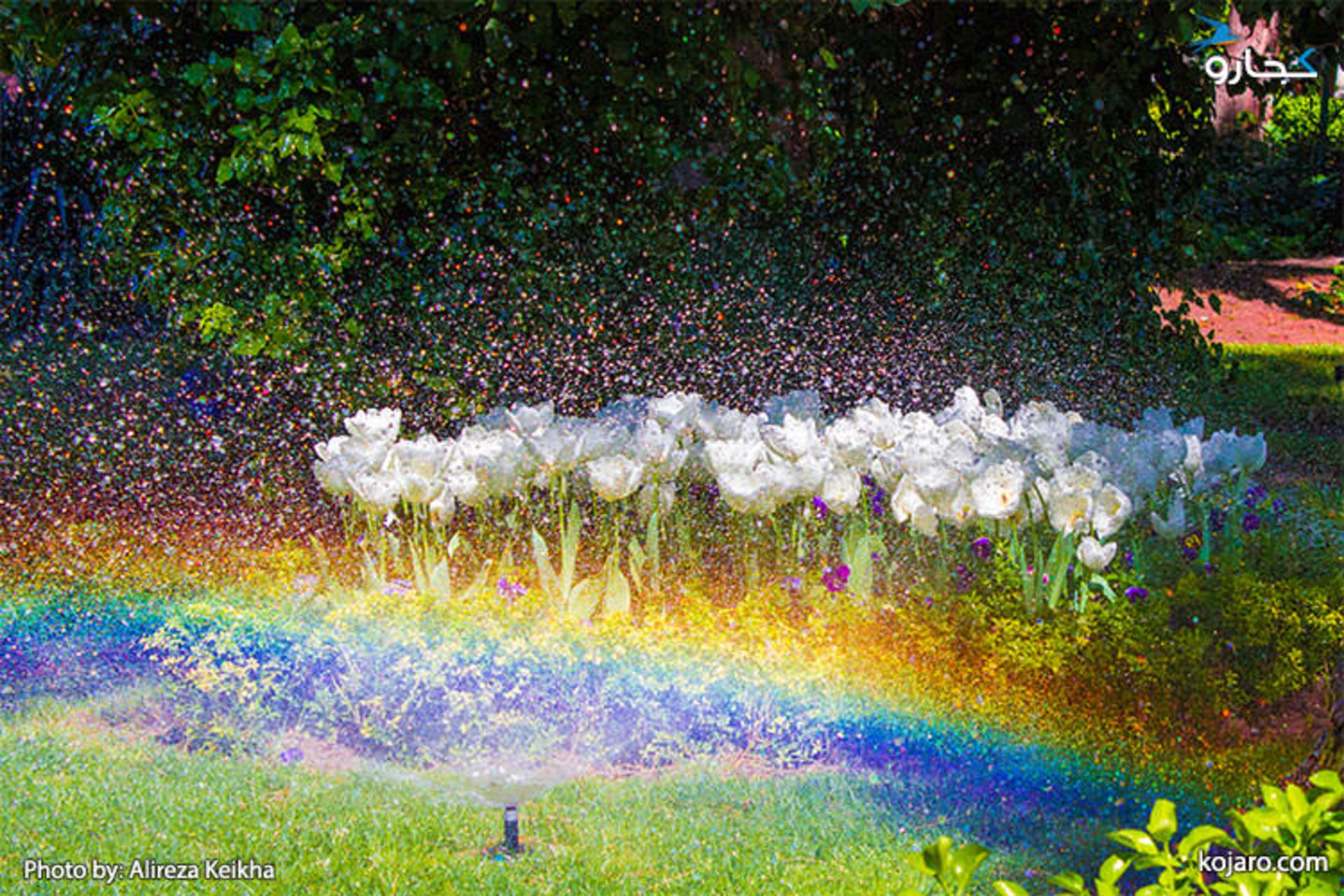 tehran-spring-tulips