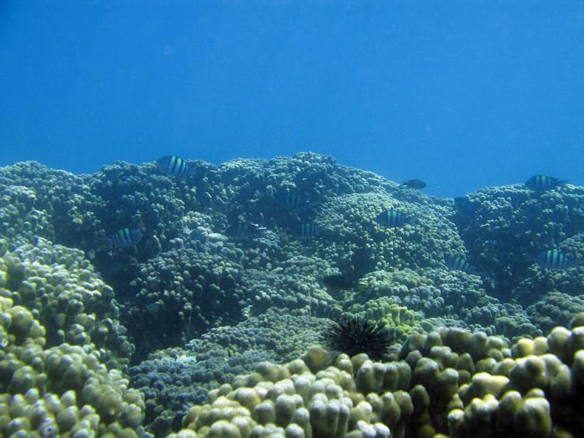 جزیره خارگ