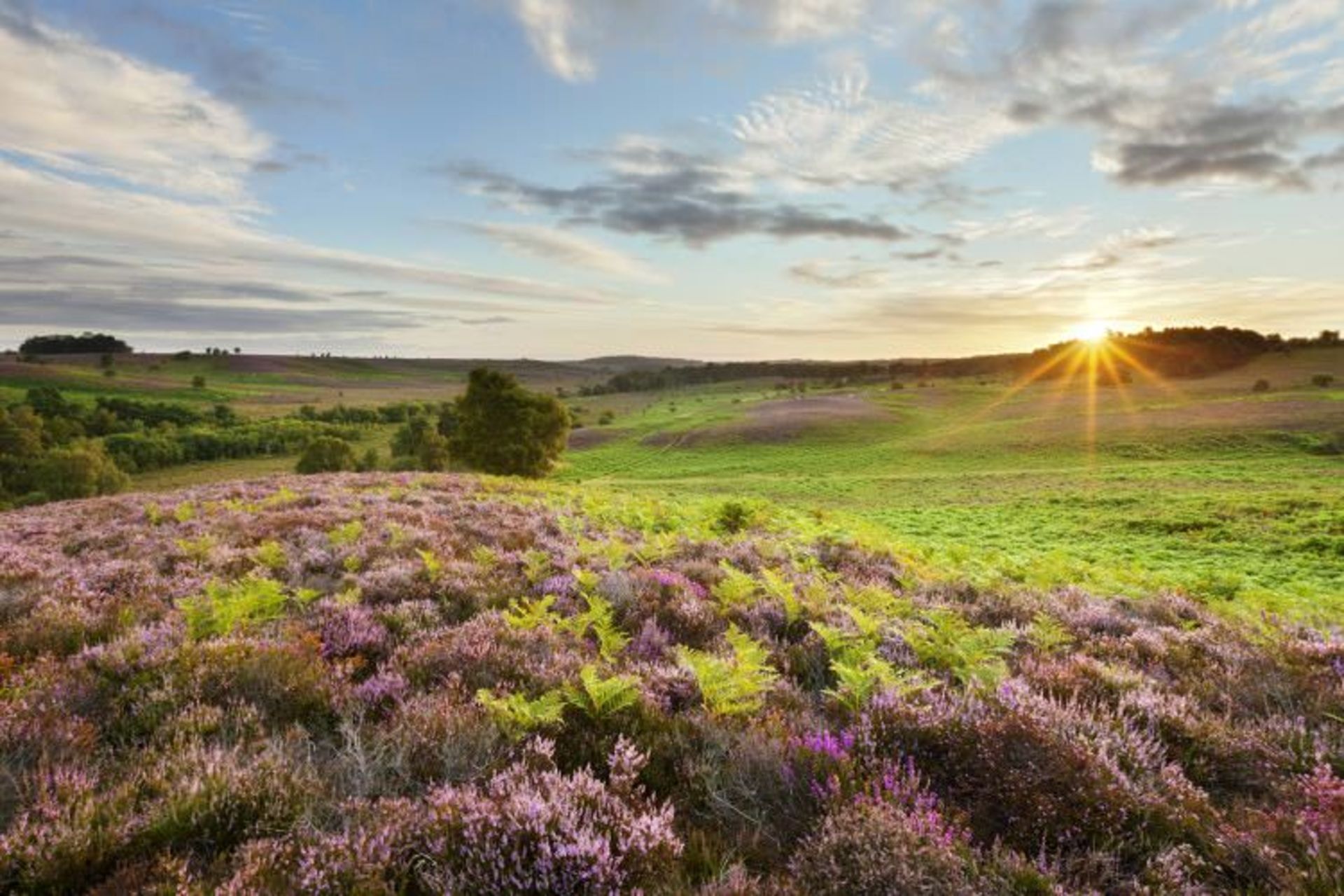پارک ملی نیوفارست (New Forest)