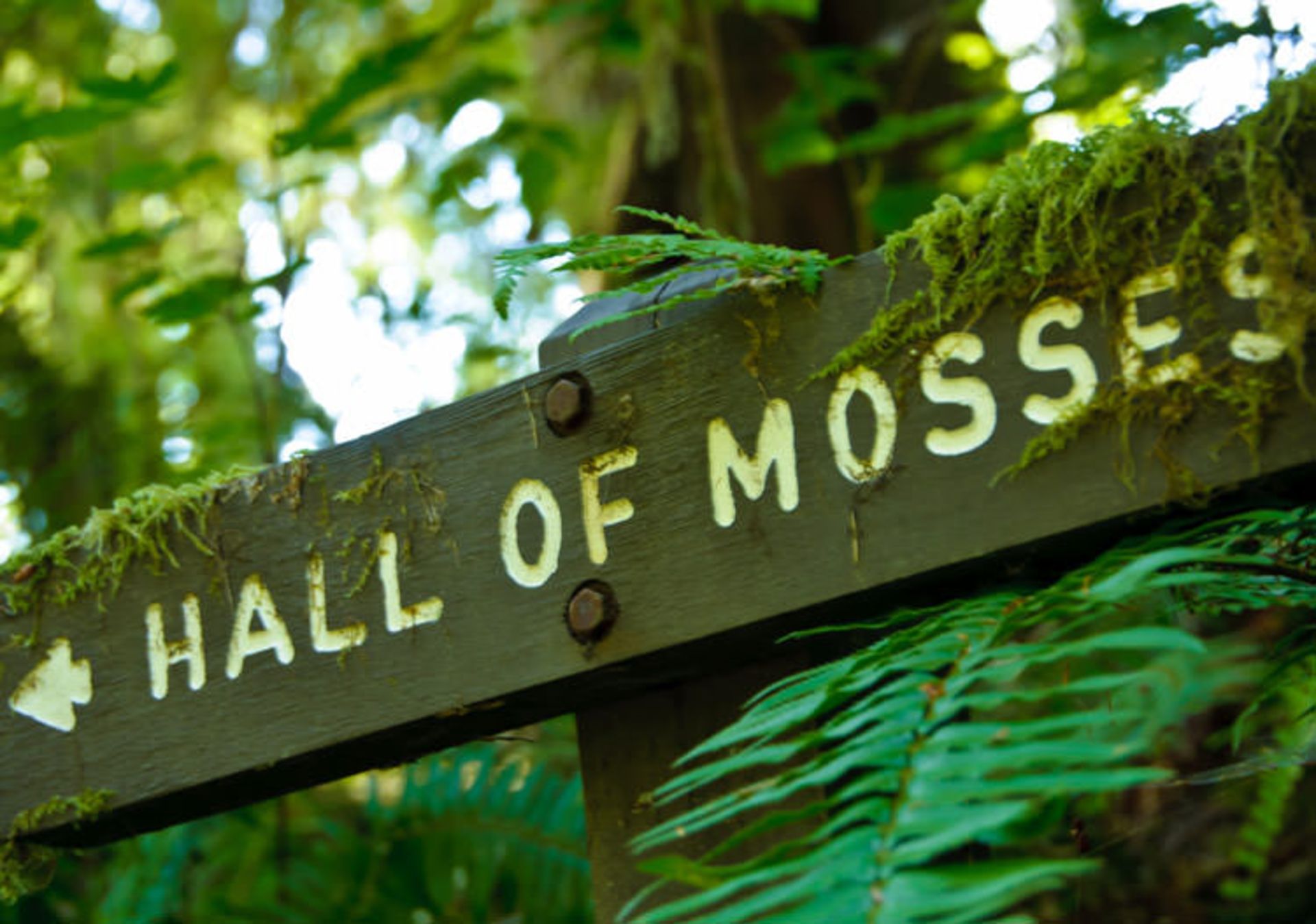 Hall of Mosses