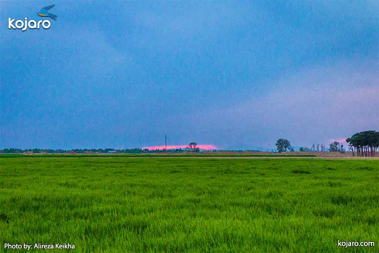 wheat-farm-ahmadabadmostofi