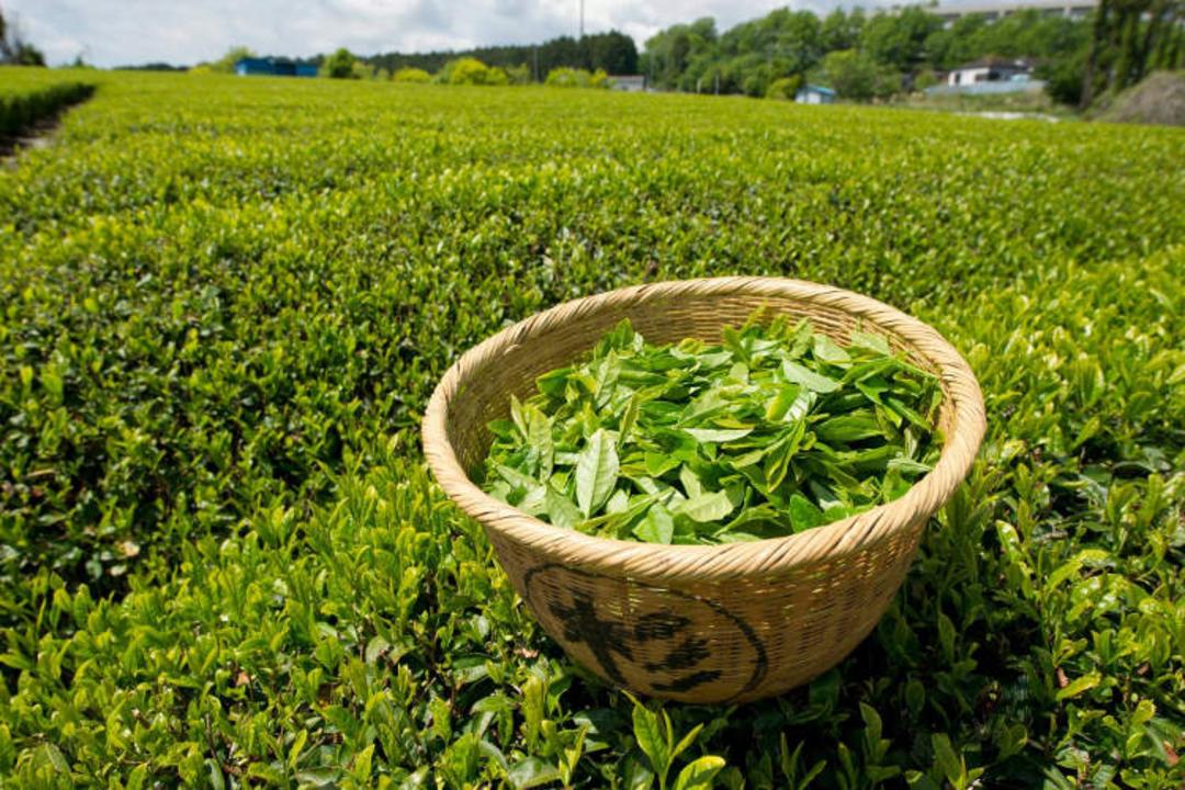 چای