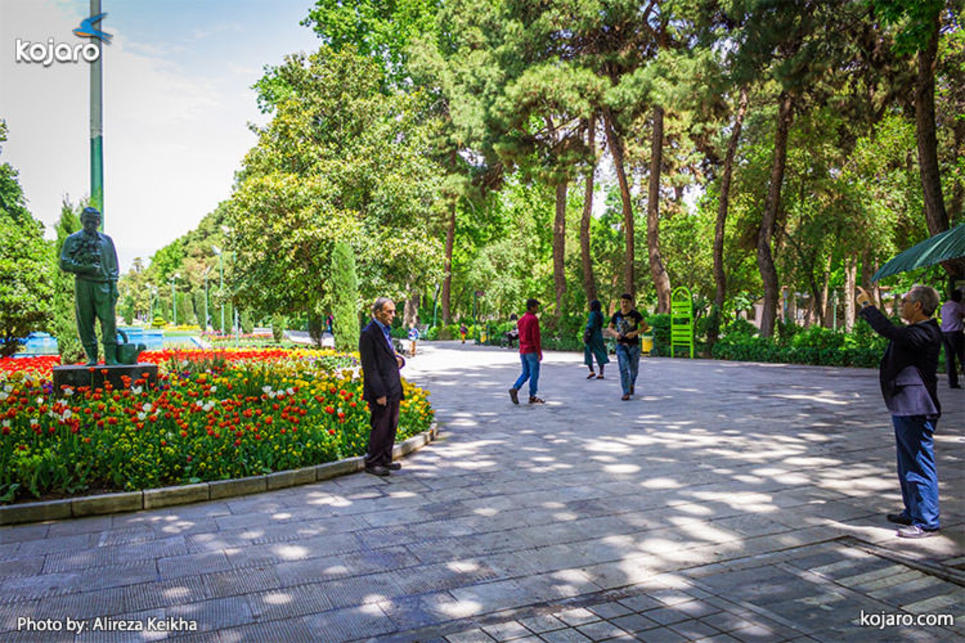 tehran-spring-tulips