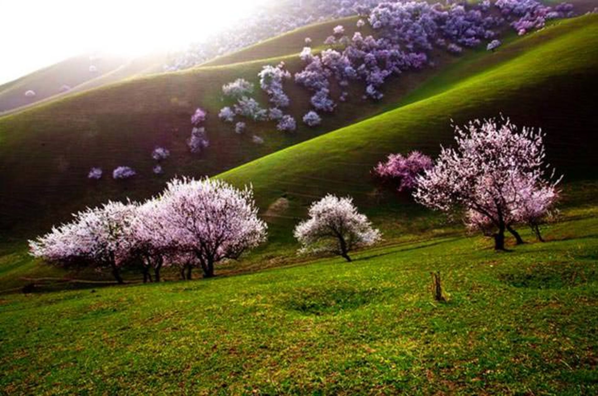 استان شین جیانگ چین