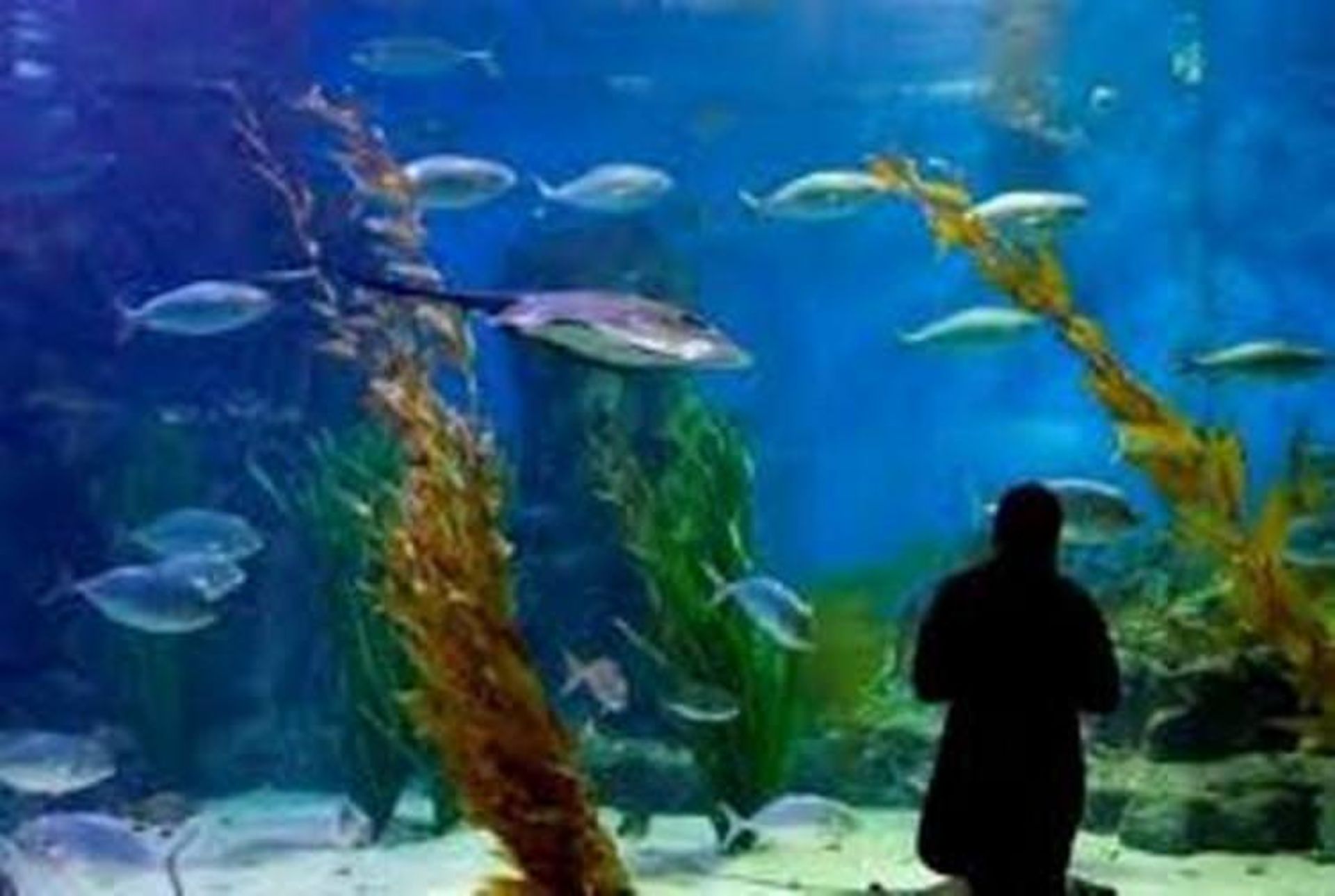 جاذبه های کیش