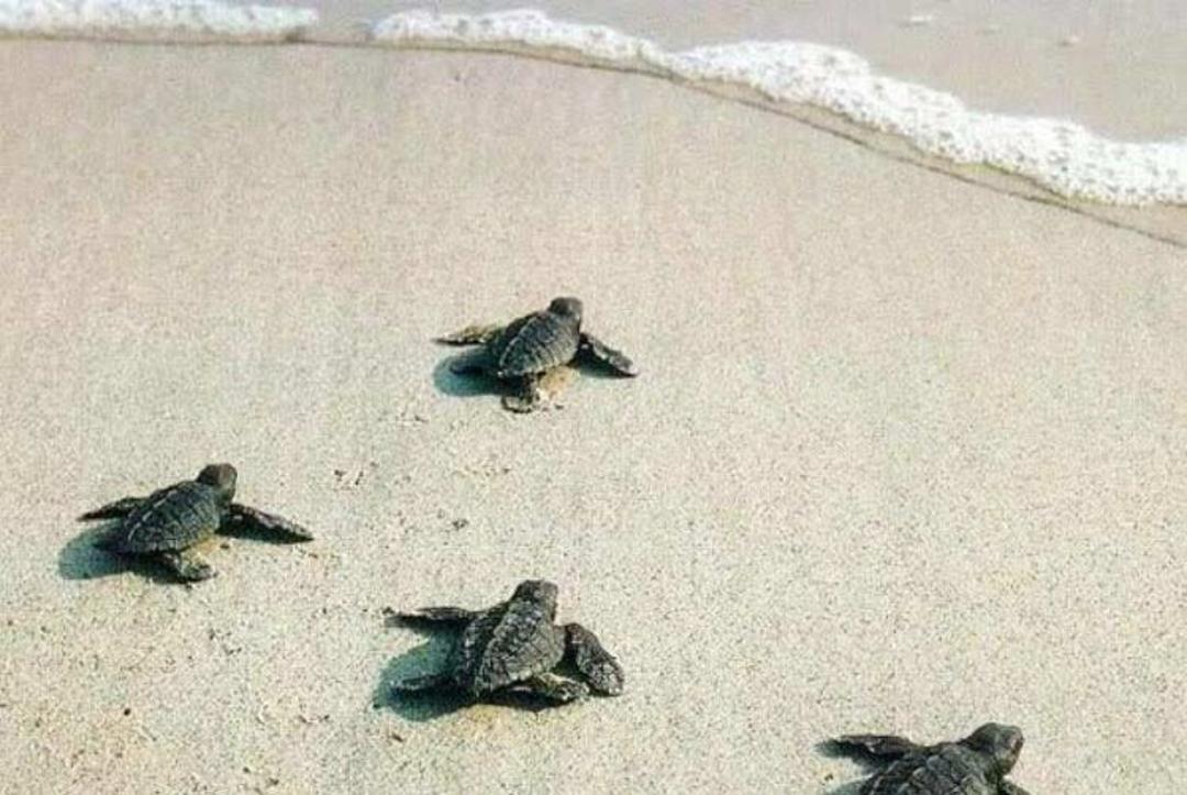 جاذبه‌های قشم