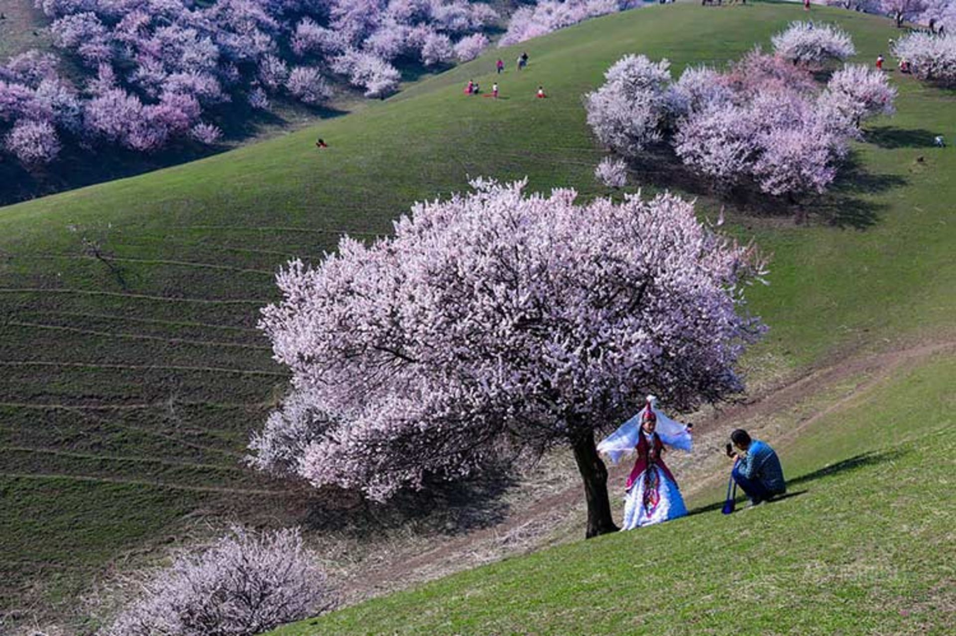 دره ای زیبا در کشور چین که با شکفتن شکوفه های زردآلو جامه ای رنگارنگ به تن می‌کند