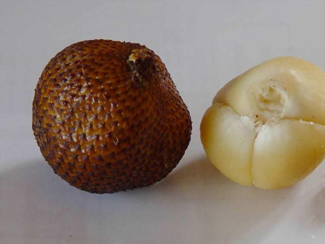 میوه های عجیب سالاک