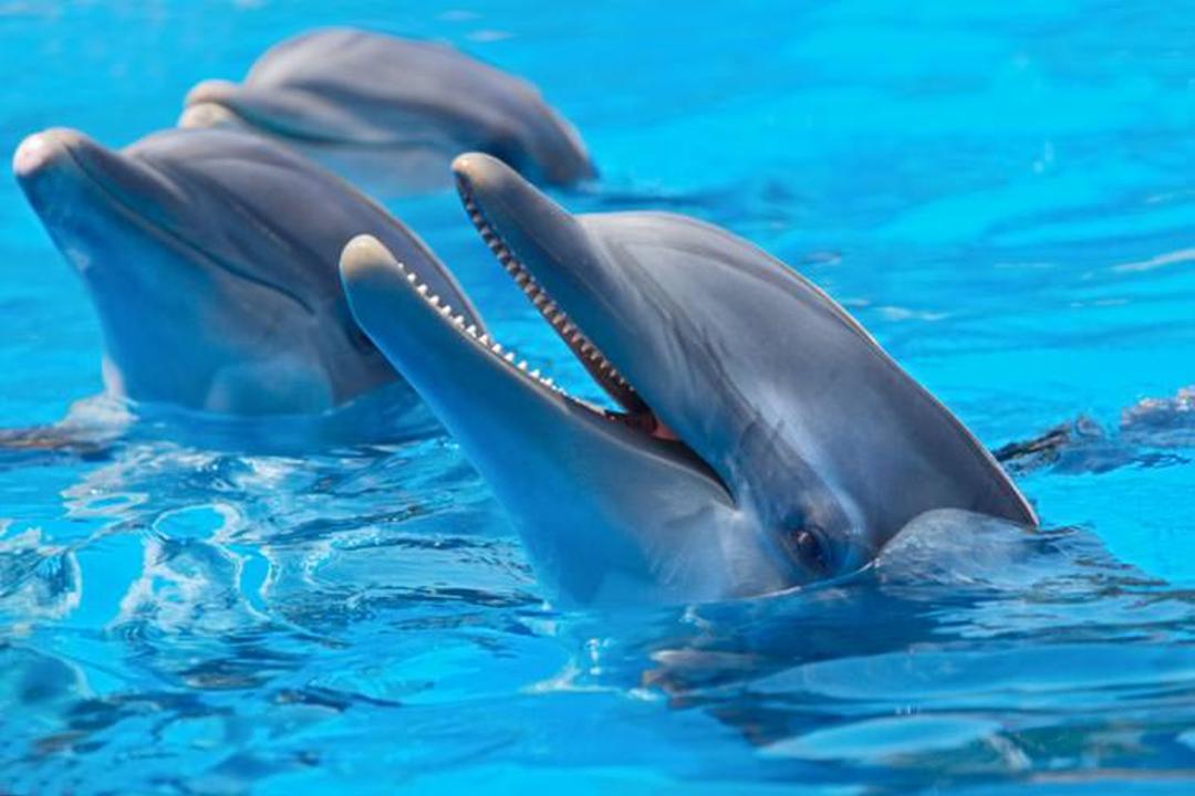 شنا با دلفین ها